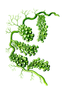 Hogyan működik az Imune alga és melyek a hatásai?